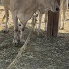 بقرة المانية.