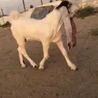 للبيع تيس هولندي مشروع فحل كفو