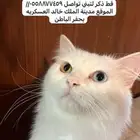 بسه للتبني