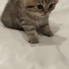 قطه انثى