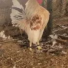 ديك سيراما مستوا قوي نوادر