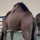 مفرود مفاريد قعود قعدان حاشي حشو بكره بكار