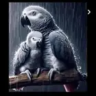 ترويض وتوليف وفندقه وبيطره للطيور