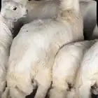 بهم حري