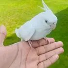 طير كروان هارب