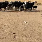 غنم نجد صنف