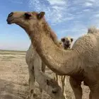 قعود جده الحاكم ابن قريع