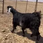 للبيع جذعه
