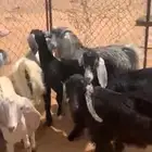 يوجد خرفان للبيع ويوجد ذبح وتوصيل داخل نجران