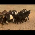 معزا دفيع كفو