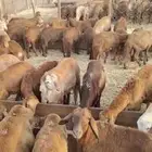 سواكني حمري طيب بالحيل 750 ريال جملة