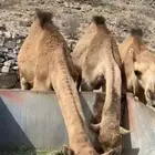 قعدان للبيع