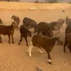 سواكن حمري للبيع