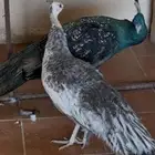 انثى وذكر طاووس للبيع