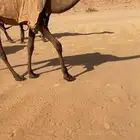 للبيع بكره صفراء بنت غرنوق