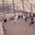 دجاج بلدي العمر خمسة  اشهر
