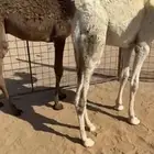 حشو طيبه