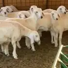 طليان حريه