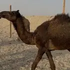 قعدان العدد 6 بلدي