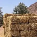 تبن قمح 13