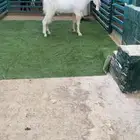 فحل مشروك ابيض ابرص