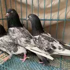 حمام باكستاني