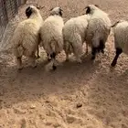 للبيع خرفان نعيمي شحم فل