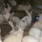 ارانب بلديه عدده 28 ذكور واناثي وضغار وكبار
