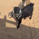 معزاء مراح للبيع