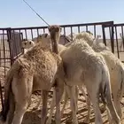 حشو للبيع من 3شهور الي 6 شهور