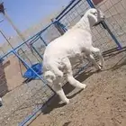 طلي جبر فل شحم