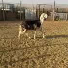 مشروع فحل نجدي غير مشروط