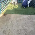 بيشيه متبع بتيسين ودافع بثلاثه