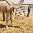 ضروبه طيبه
