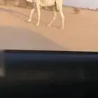 للبيع قعود كفو اوضح فاخر