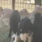 بهم نجد