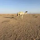 ناقه حايل والبيع كوم لحم وفيها شريحه