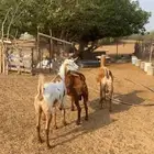 ماعز فواخر دفع