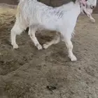تيس جذع ذبيحه