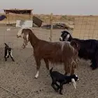 معزاء متاويم