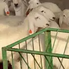 طليان طيبات حريات عدد 16 من 5 إلى 6 شهور للبيع