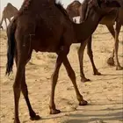 ابل قعدان