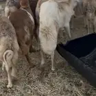 ذبايح رفيد سمان