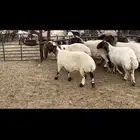 غنم نعيم دفيع واصل