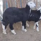 طليان نجد طيبه