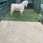 فحل مصري ابيض ابرص