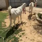 مطورات جروم طيبه
