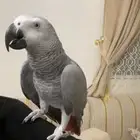 كاسكو