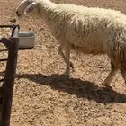 نعجه حايل فل شحم