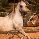 حصان شعبي